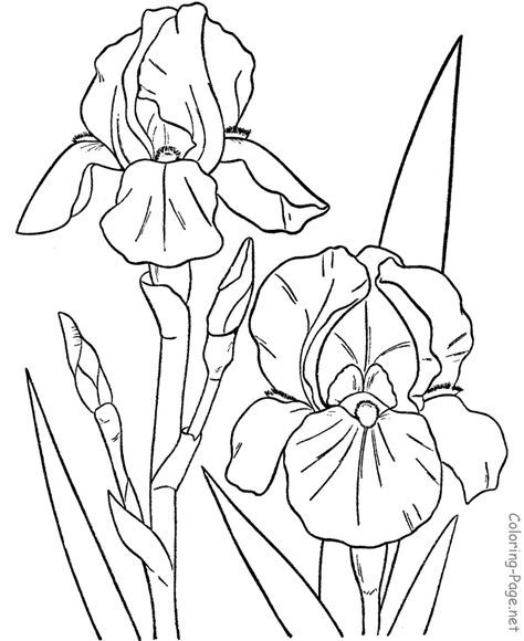 Flower coloring pages Flower Coloring Pages 474x580 Flower coloring pages Flower Coloring Pages