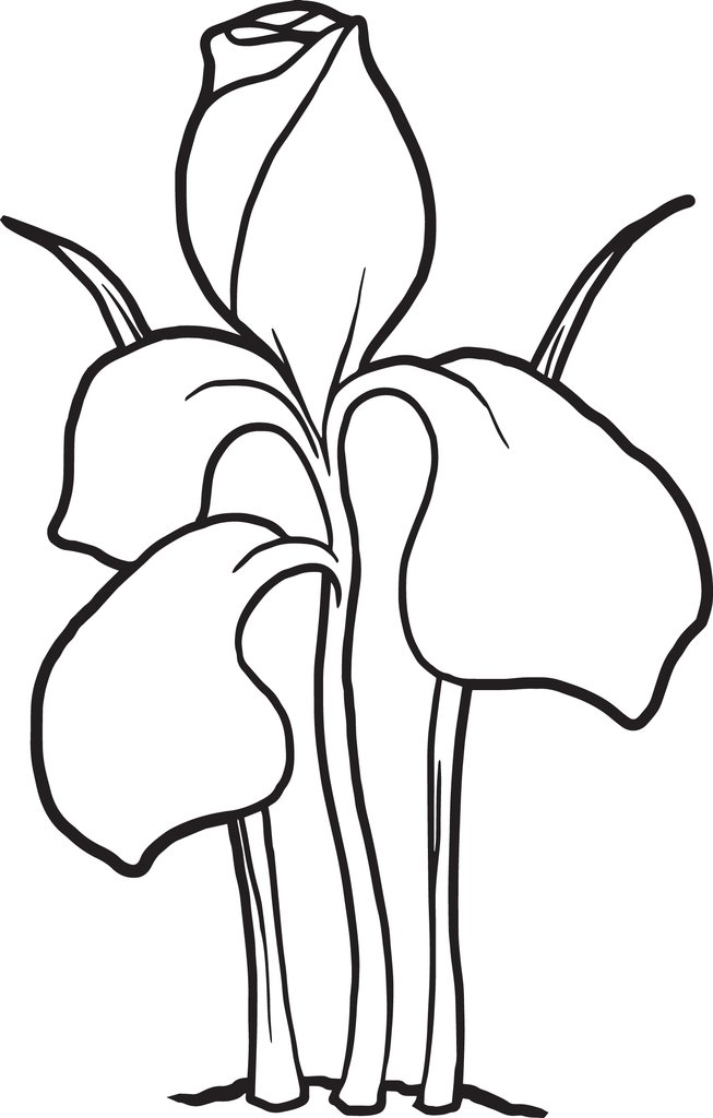 Free, Printable Iris Flower Coloring Page For Kids Supplyme 653x1024 Free, Printable Iris Flower Coloring Page For Kids Supplyme
