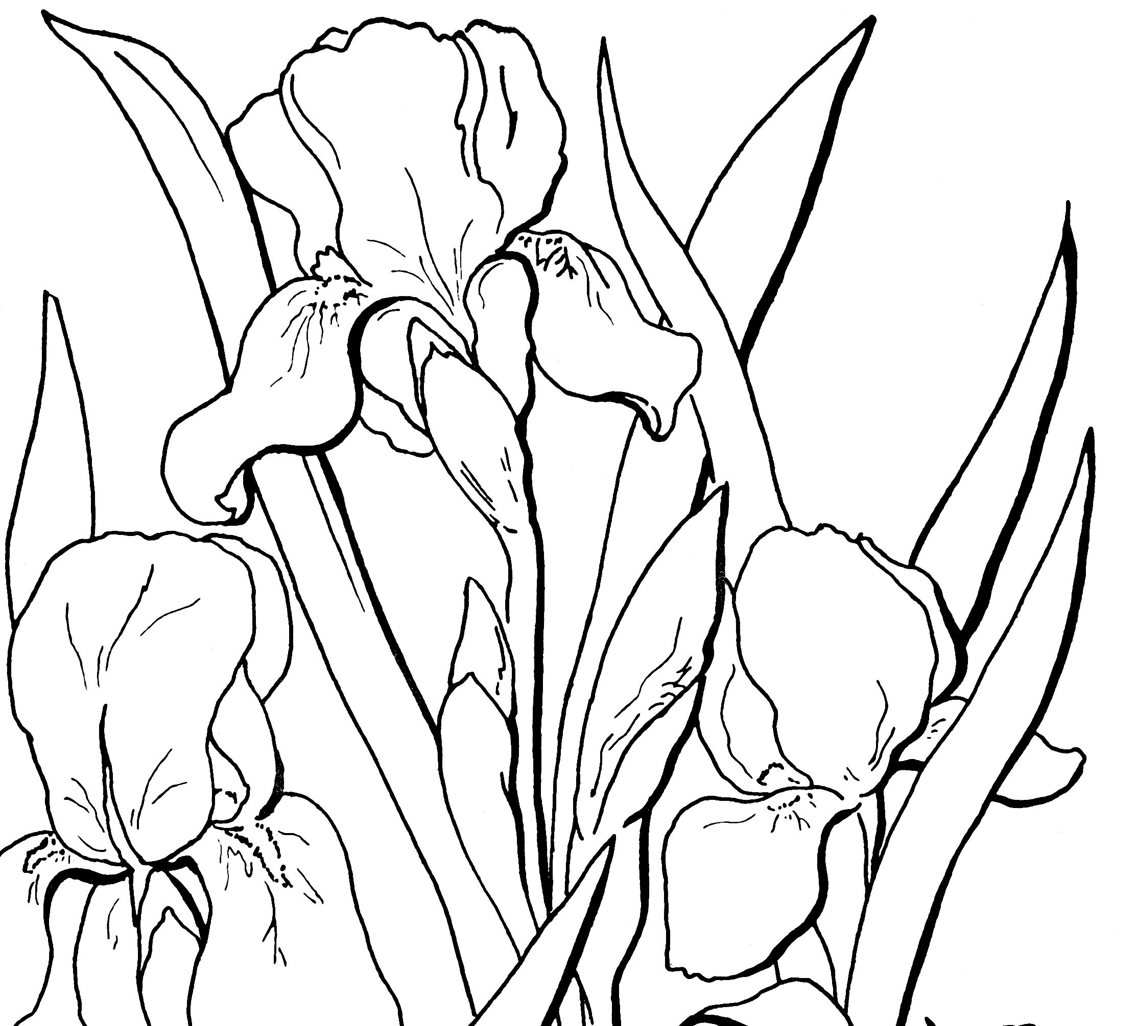 Free Adult Floral Coloring Page Iris Flowers, Iris And Floral 2226x2010 Free Adult Floral Coloring Page Iris Flowers, Iris And Floral