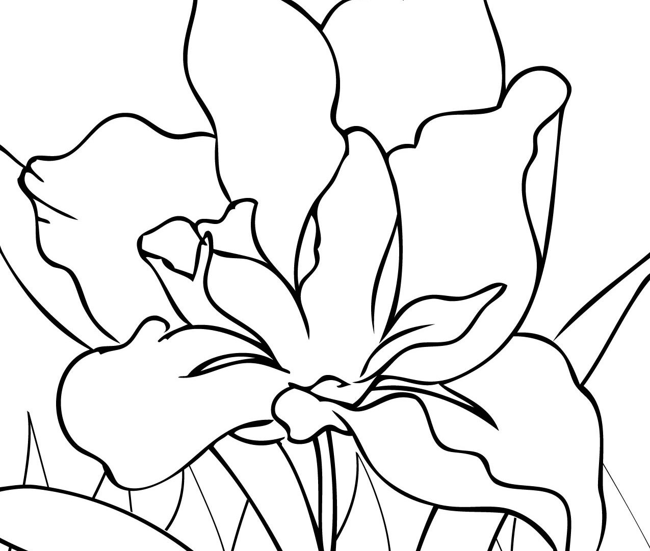 Free Adult Floral Coloring Page Inside Iris Pages Download 1275x1080 Free Adult Floral Coloring Page Inside Iris Pages Download