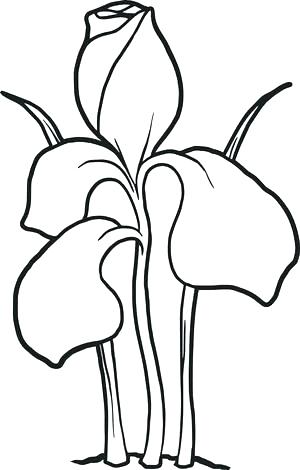 Free Flower Coloring Sheets Pages Also Garden 300x470 Free Flower Coloring Sheets Pages Also Garden
