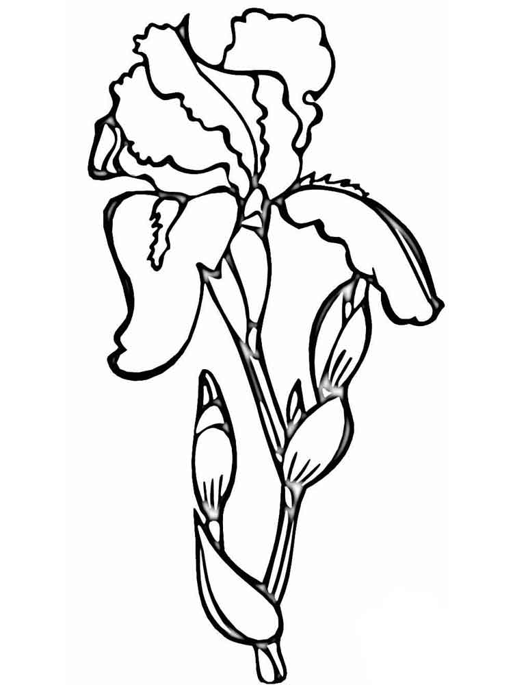 Iris Flower Coloring Page 429270 750x1000 Iris Flower Coloring Page 429270