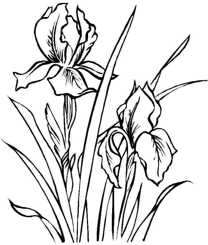 Iris Flower Coloring Page 718x846 Iris Flower Coloring Page
