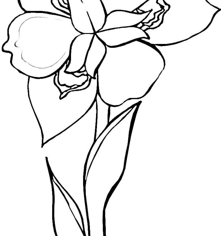 Iris Flower Coloring Page Many Interesting Fantastic Pages Free 750x800 Iris Flower Coloring Page Many Interesting Fantastic Pages Free