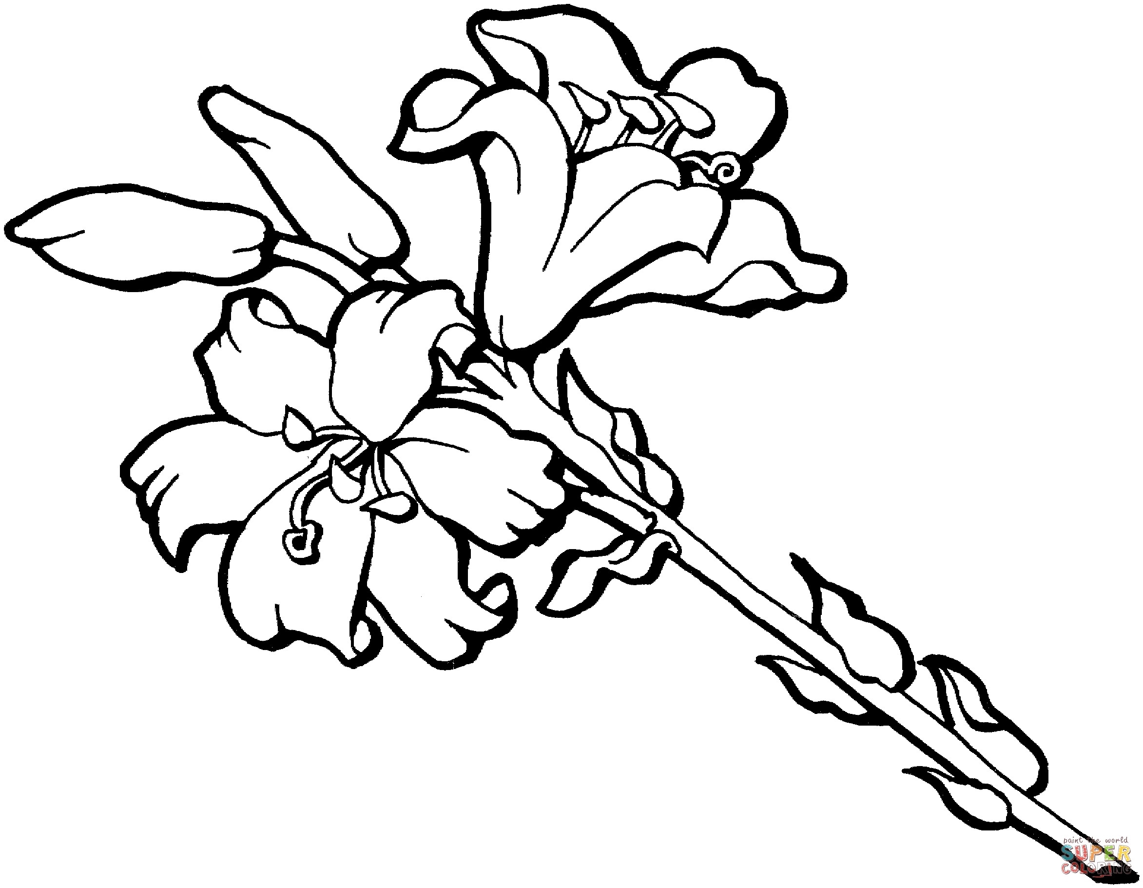 Best Of Iris Flower Coloring Pages Gallery Printable Coloring Sheet 2345x1821 Best Of Iris Flower Coloring Pages Gallery Printable Coloring Sheet