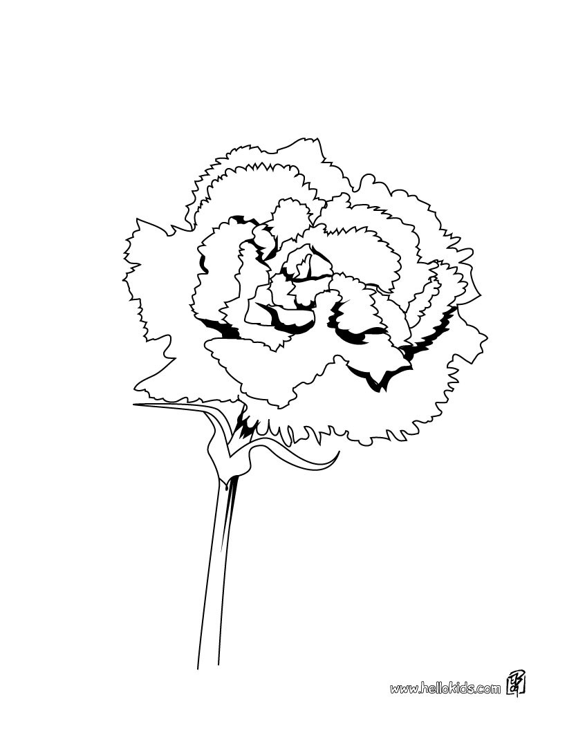 Iris Details Coloring Pages 820x1060 Iris Details Coloring Pages