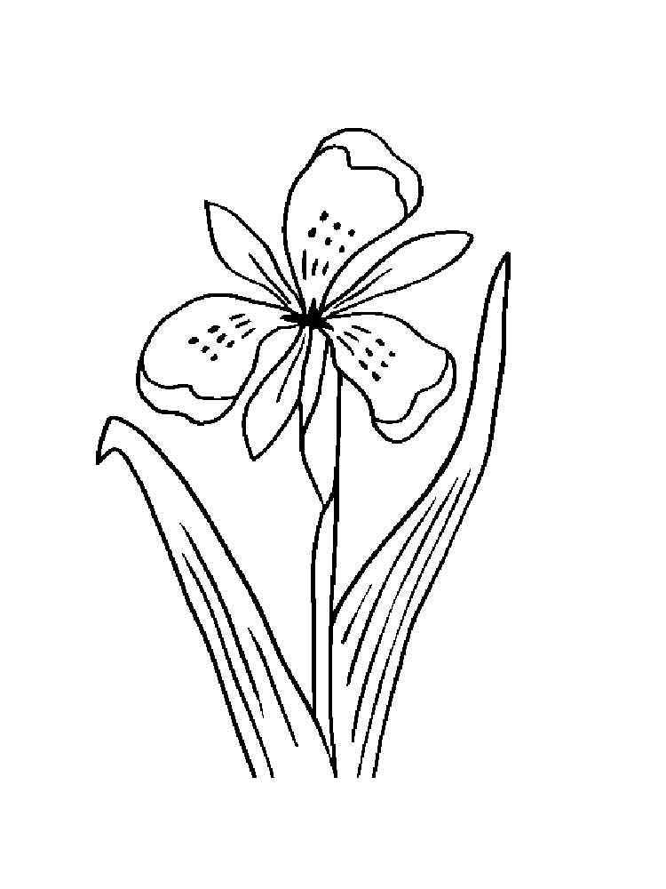Iris Flower Coloring Pages 15 750x1000 Iris Flower Coloring Pages 15