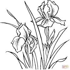 Resultado De Imagen Para Dibujos De Iris Dibujos 224x225 Resultado De Imagen Para Dibujos De Iris Dibujos