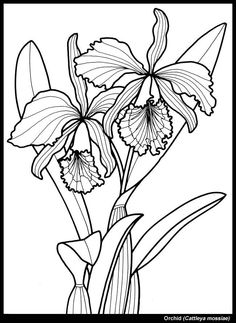 Tennessee State Flower Iris Coloring Page Teaching Units 236x323 Tennessee State Flower Iris Coloring Page Teaching Units