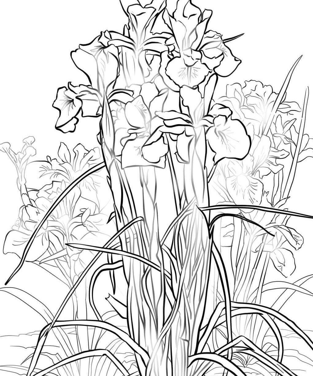 The Best Coloring Page Iris To And Print Fantastic Picture 1020x1224 The Best Coloring Page Iris To And Print Fantastic Picture