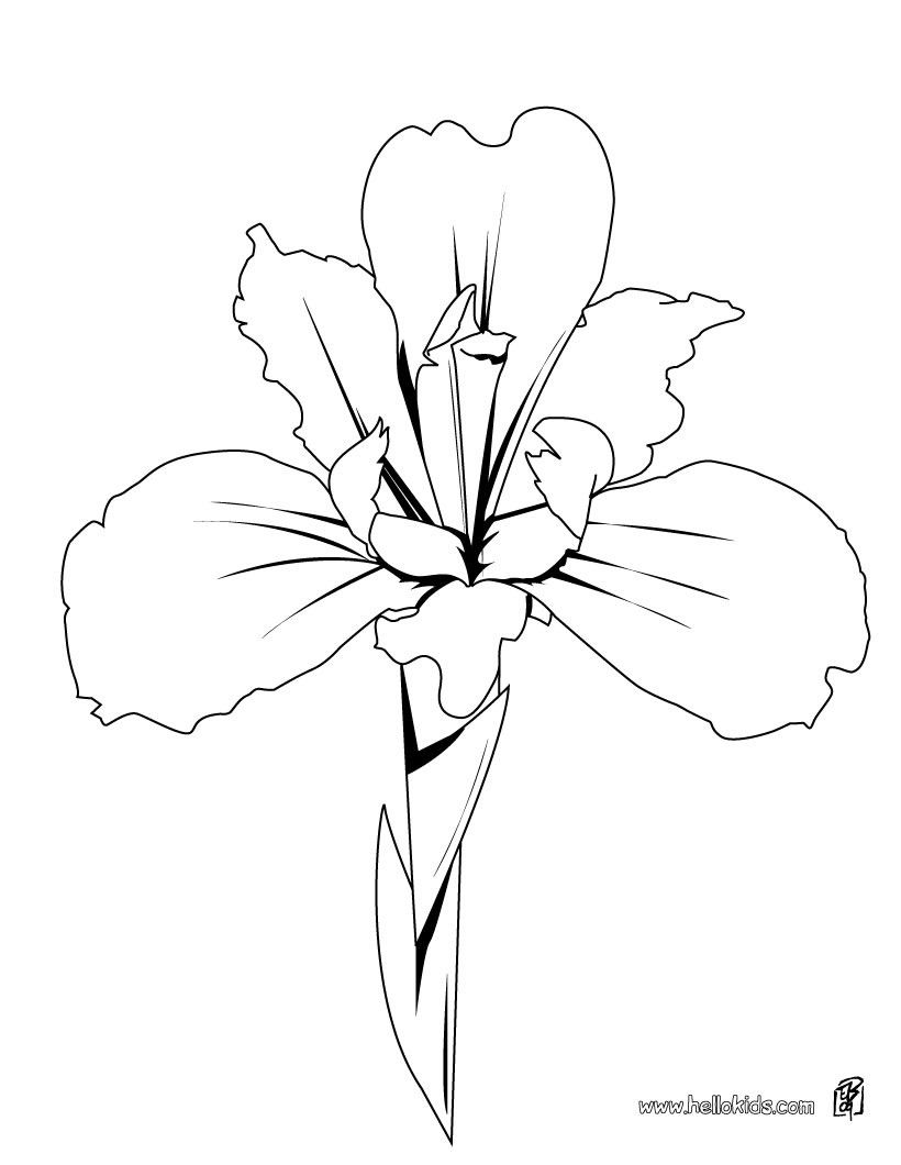 There Is The Iris Details Coloring Page Among Other Free Coloring 820x1060 There Is The Iris Details Coloring Page Among Other Free Coloring