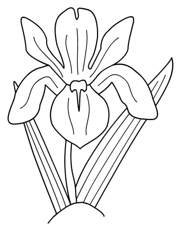 Coloring Pages Of Flowers Flower Beauty For Kids Iris Flower 750x1000 Coloring Pages Of Flowers Flower Beauty For Kids Iris Flower