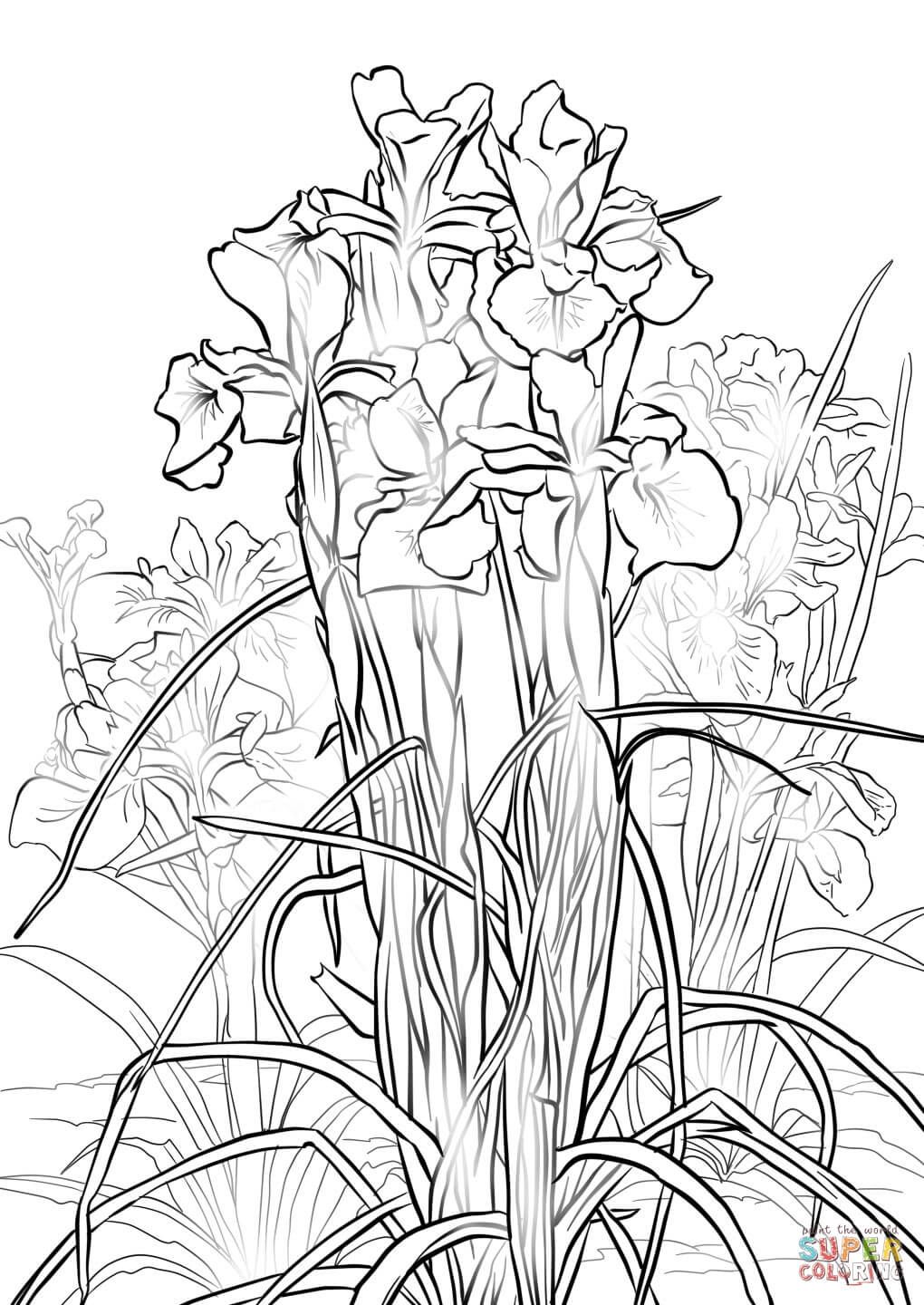 Compromise Iris Flower Coloring Page Drawing Tattoo Draw Templates 1020x1440 Compromise Iris Flower Coloring Page Drawing Tattoo Draw Templates