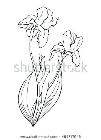 Drawn Iris Black Iris Flower Coloring Page Drawn Iris Free Pages 338x470 Drawn Iris Black Iris Flower Coloring Page Drawn Iris Free Pages