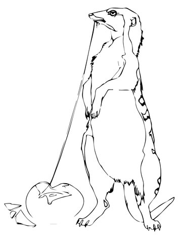 Yellow Mongoose Coloring Page 360x480 Yellow Mongoose Coloring Page