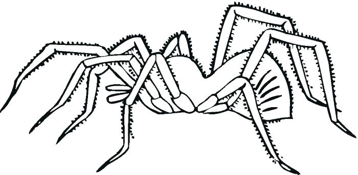 700x343 Spiders Coloring Pages This Is Spider Coloring Page Images Iron