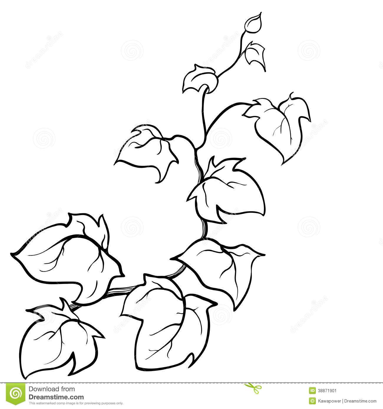 Best Drawn Jungle Ivy Vine Pencil And In Color For Flower Coloring 1300x1390 Best Drawn Jungle Ivy Vine Pencil And In Color For Flower Coloring
