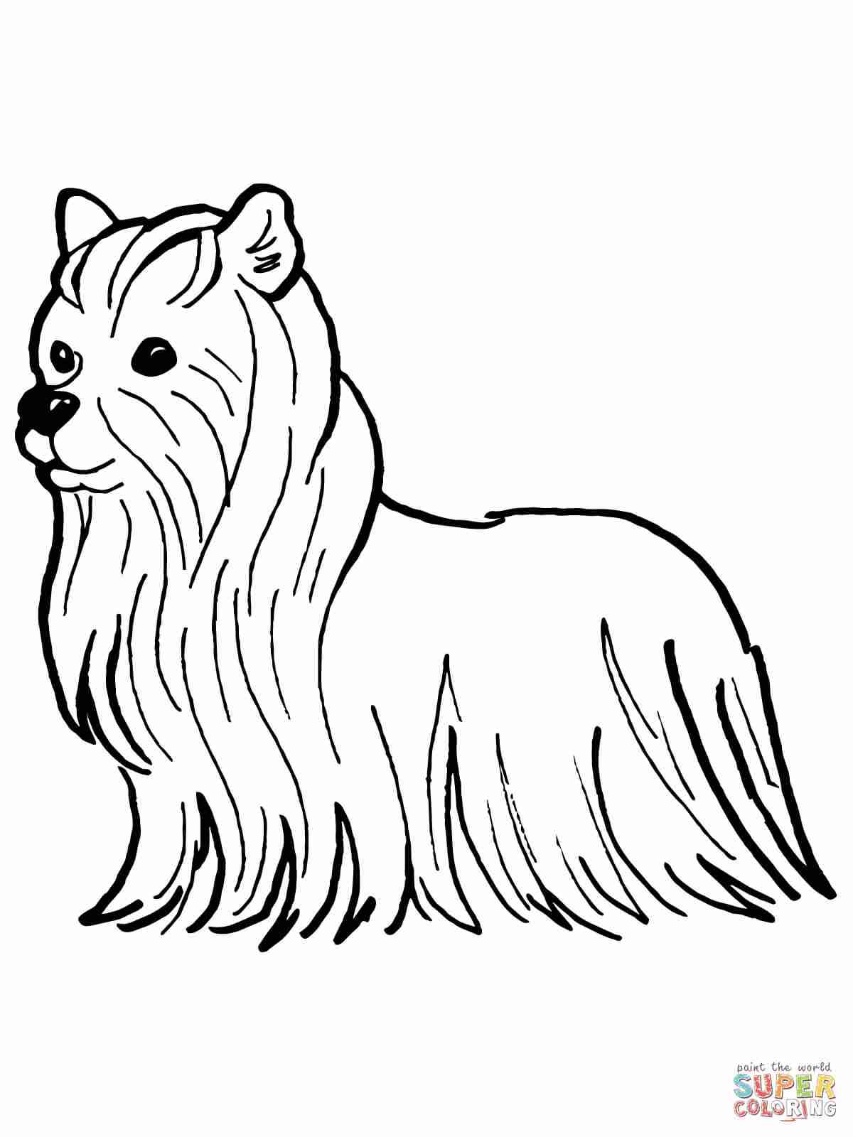 Last Minute Cairn Terrier Coloring Pages Jack 1200x1600 Last Minute Cairn Terrier Coloring Pages Jack