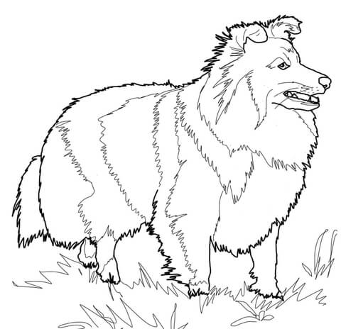 Pomeranian Coloring Page 480x464 Pomeranian Coloring Page