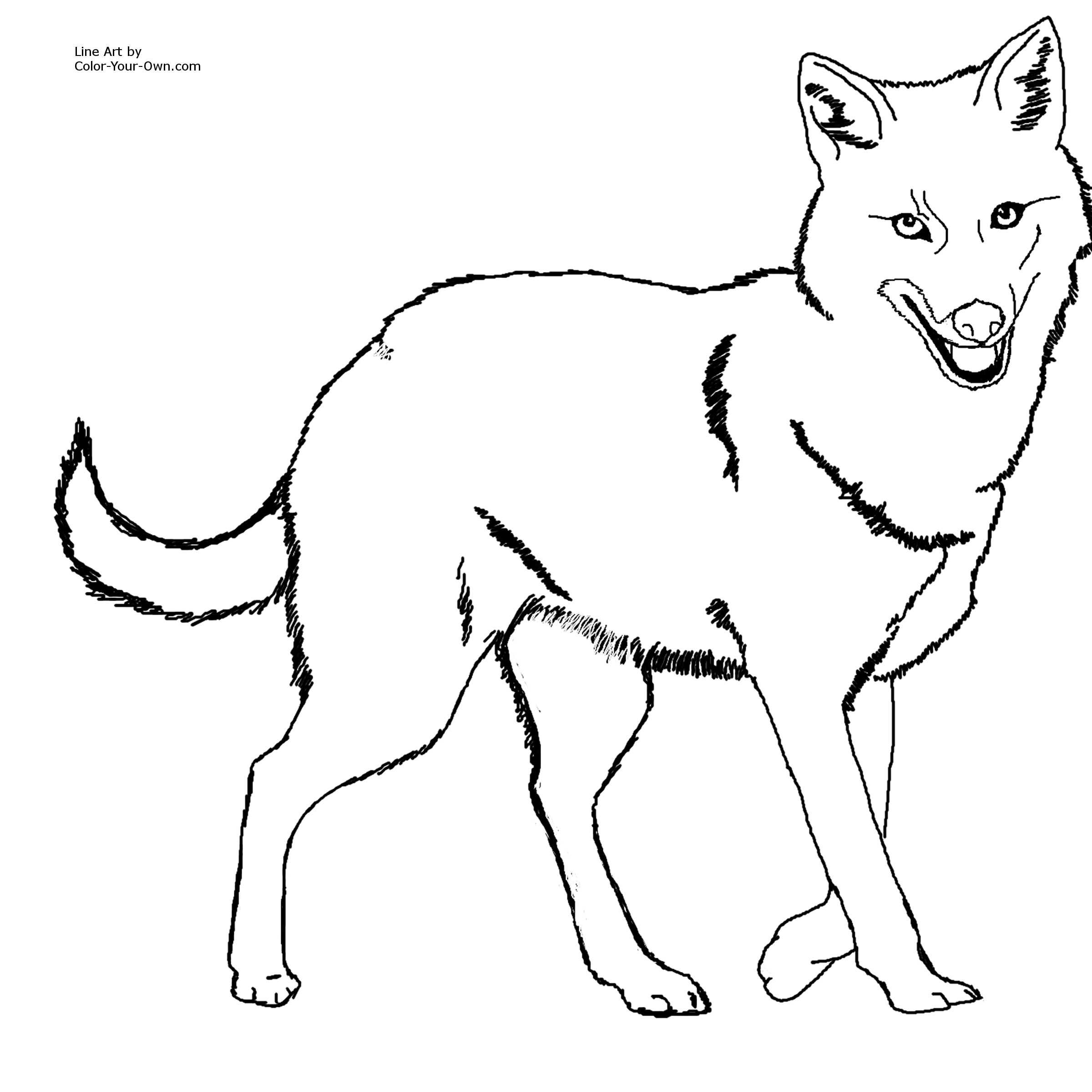 2400x2400 Golden Jackal Coloring Page