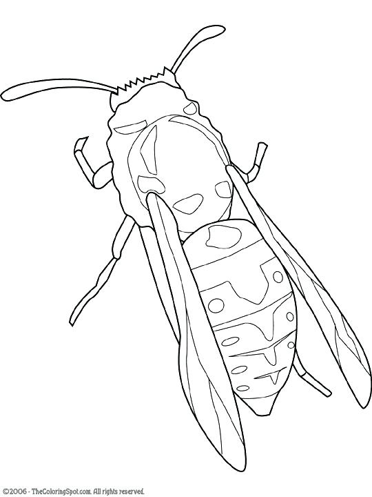Yellow Jacket Coloring Page 540x720 Yellow Jacket Coloring Page