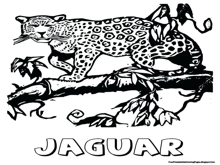 736x552 Jaguar Coloring Page Jaguar Coloring Sheet Jaguar Animal Coloring
