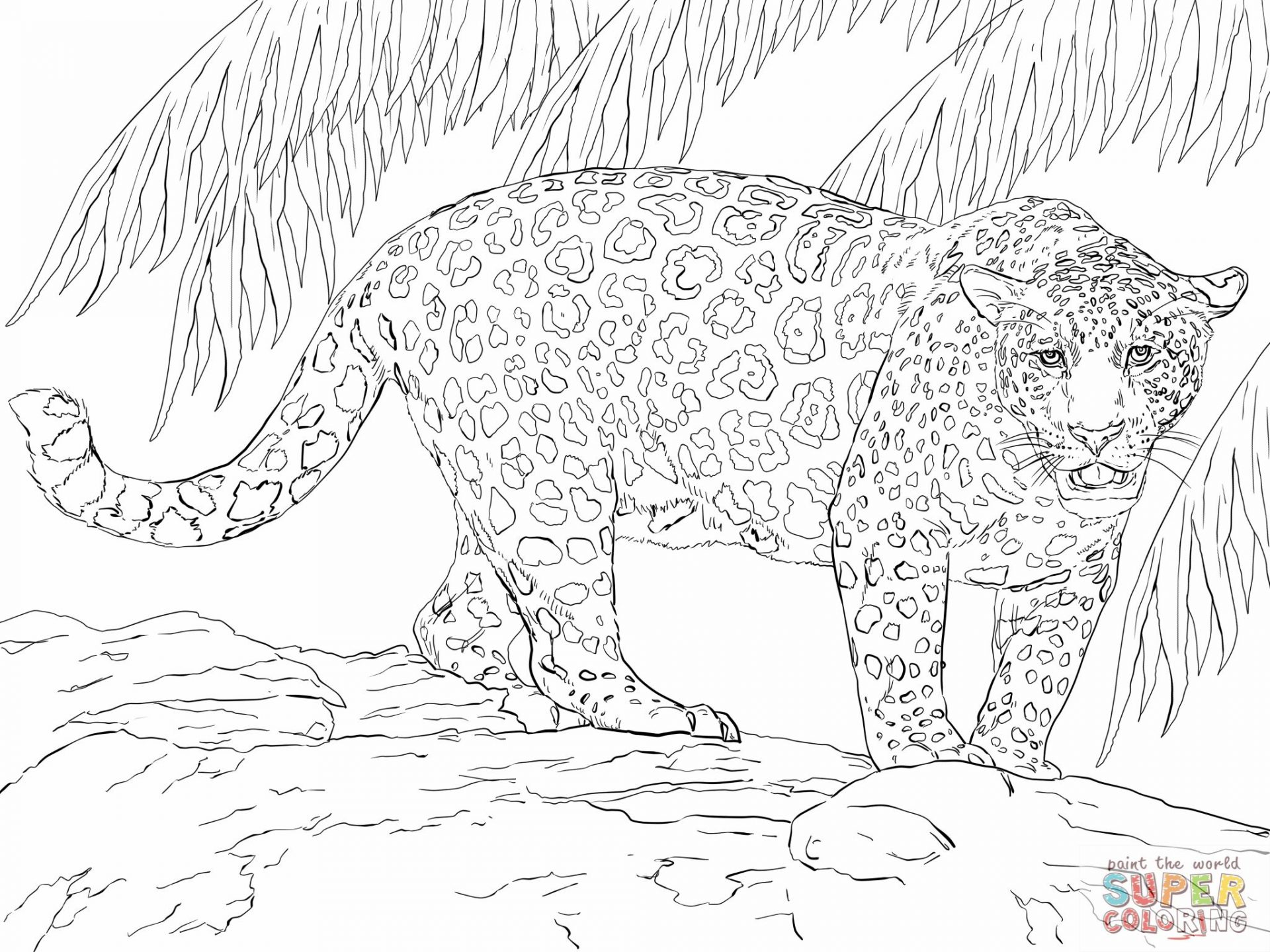 1920x1440 Jaguar Coloring Pages Car Colouring To Print For Preschoolers