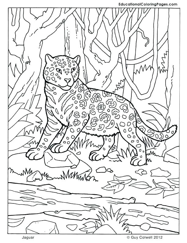612x792 Jaguar Coloring Page Zoo Animals Coloring Book And Tags Animal