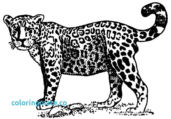 600x418 Jaguar Coloring Pages Lovely Rainforest Animal Coloring Sheets