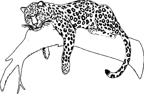 600x391 Jaguar Coloring Pages Printable. Diego Coloring Pages