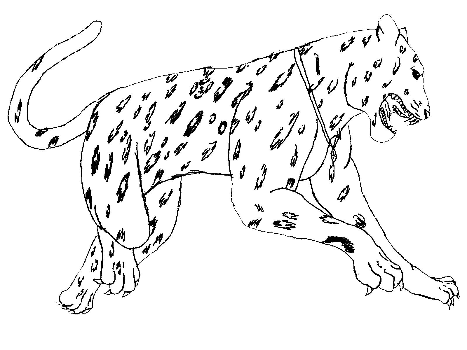 1600x1200 Realistic Coloring Pages Of Animals Jumping Jaguar Realistic