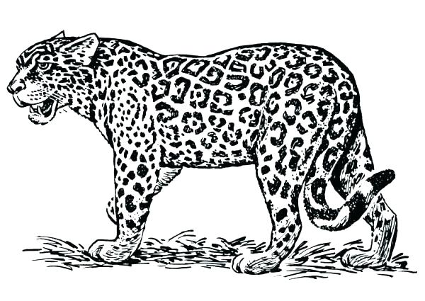 Jaguar Coloring Page Amazing Jaguar Coloring Pages With Additional 600x425 Jaguar Coloring Page Amazing Jaguar Coloring Pages With Additional