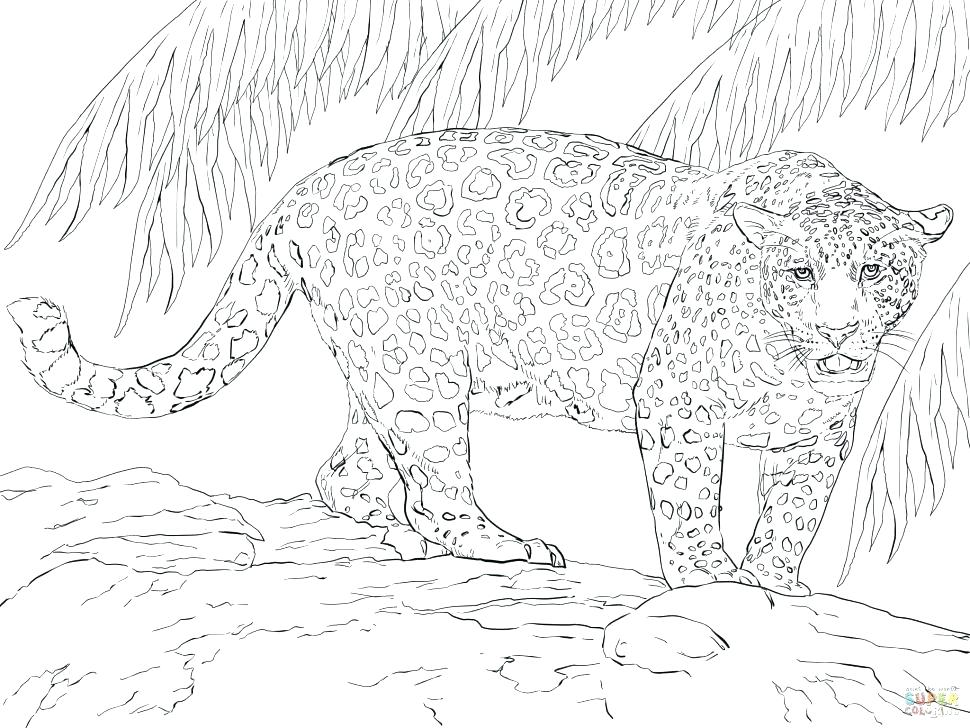 Jaguar Coloring Page Image Images Cute Jaguar Coloring Pages 970x728 Jaguar Coloring Page Image Images Cute Jaguar Coloring Pages