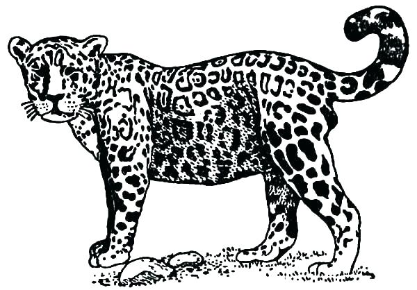Jaguar Coloring Pages Bulk Jaguar Coloring Pages Free 600x418 Jaguar Coloring Pages Bulk Jaguar Coloring Pages Free