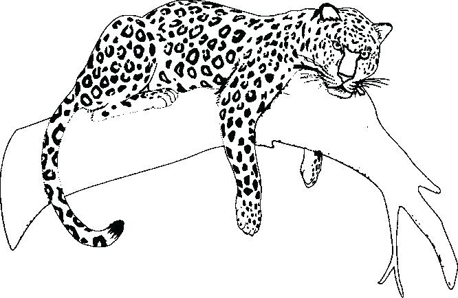 Jaguar Coloring Pages Glamorous Jaguar Coloring Pages In Free 666x434 Jaguar Coloring Pages Glamorous Jaguar Coloring Pages In Free