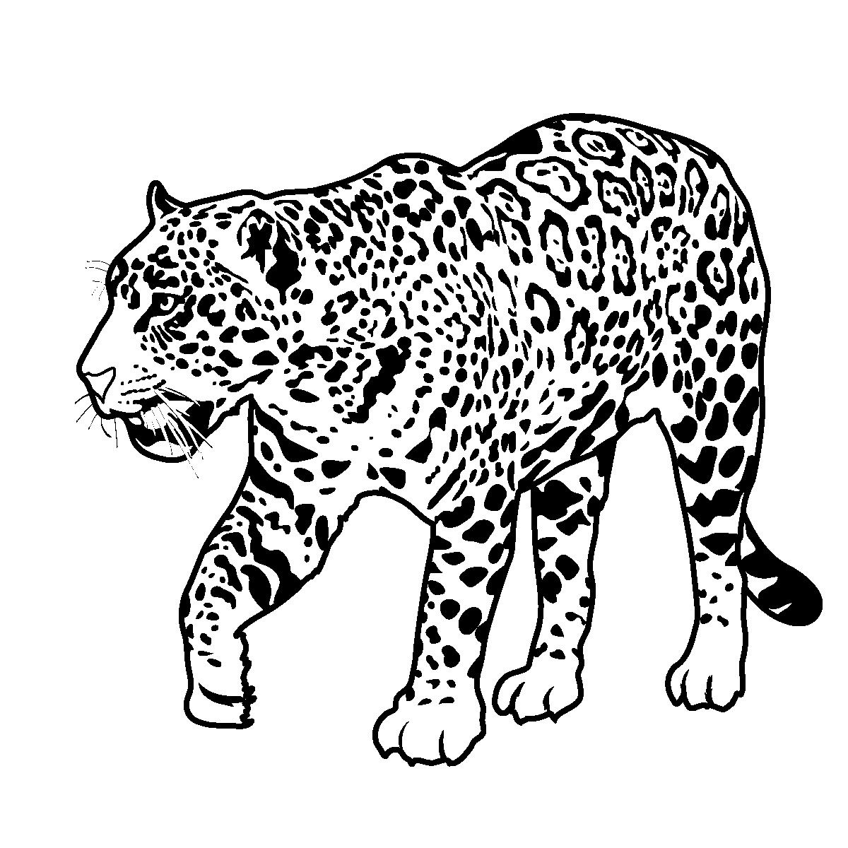Printable Jaguar Coloring Pages 1200x1200 Printable Jaguar Coloring Pages