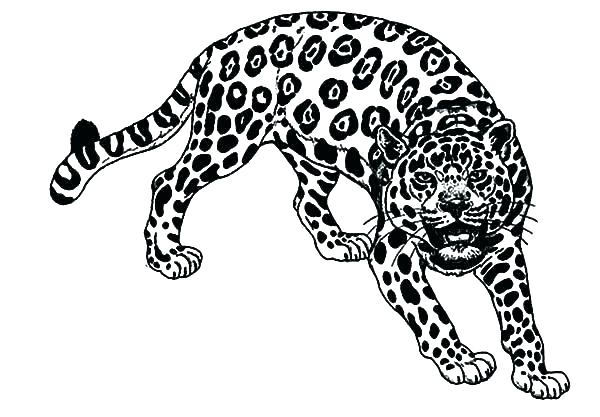 Jaguar Coloring Pages 600x417 Jaguar Coloring Pages