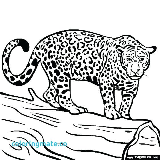 Jacksonville Jaguar Coloring Pages Jaguar Coloring Pages Jaguar 560x560 Jacksonville Jaguar Coloring Pages Jaguar Coloring Pages Jaguar