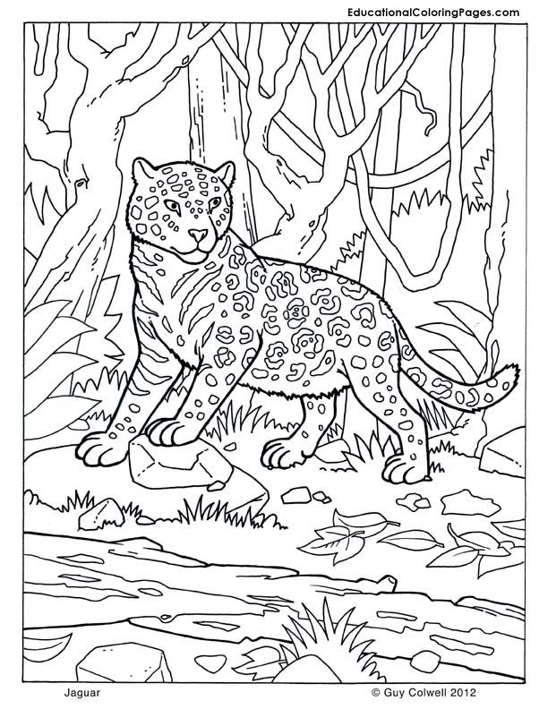 Jaguar Coloring Page Craft Ideas African Animals 612x792 Jaguar Coloring Page Craft Ideas African Animals