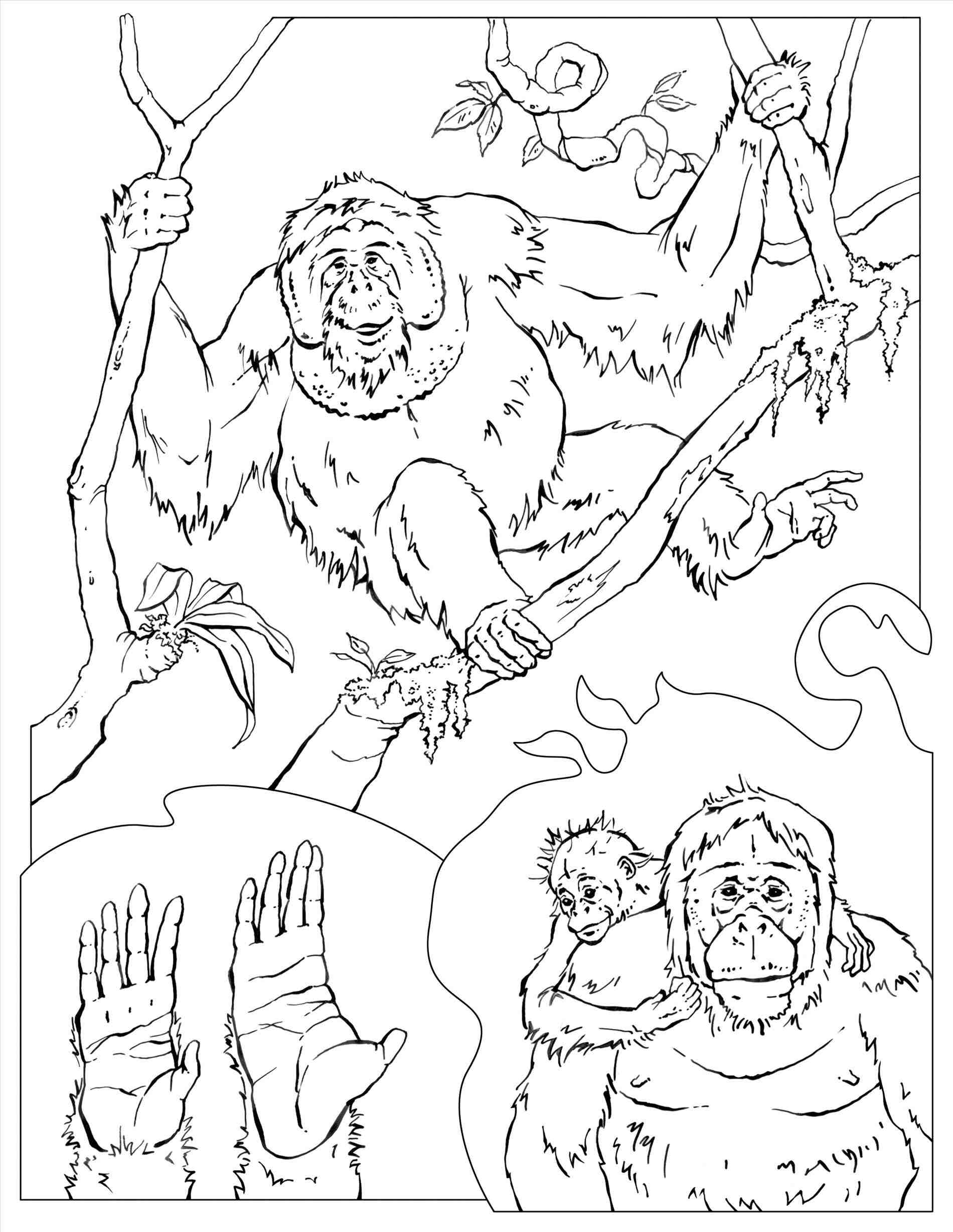Opportunities Jane Goodall Coloring Page Web Pages 1900x2458 Opportunities Jane Goodall Coloring Page Web Pages
