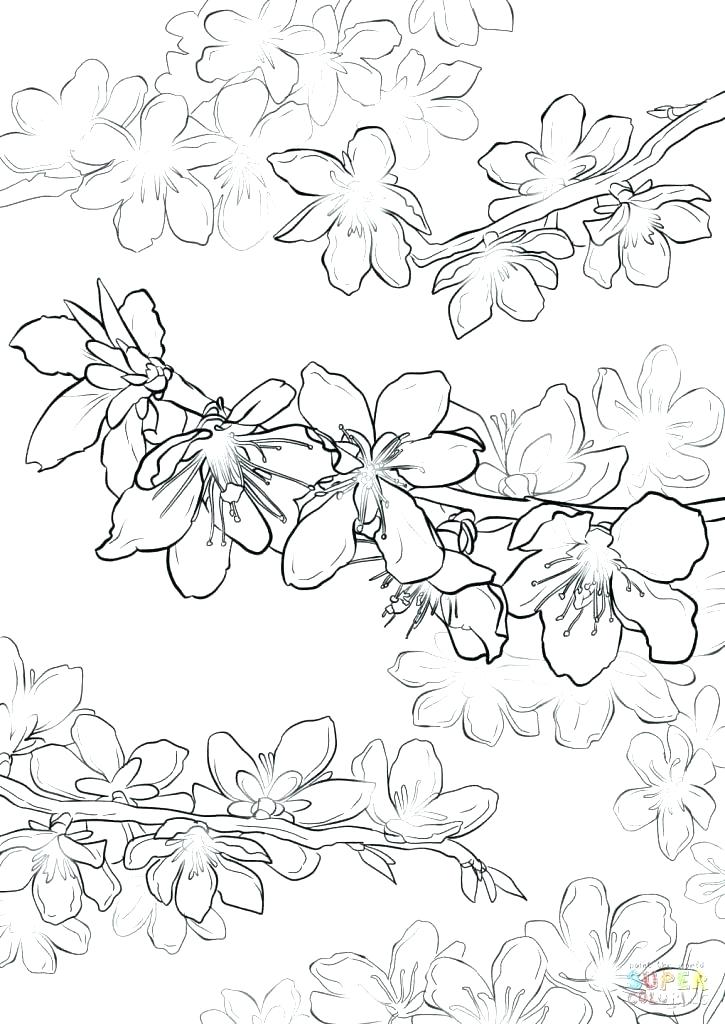 Cherry Blossom Coloring Pages Cherry Blossom Tree Coloring Page 725x1024 Cherry Blossom Coloring Pages Cherry Blossom Tree Coloring Page