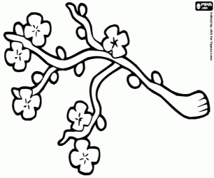 24 Cherry Blossom Coloring Page Collections Free Coloring Pages 300x250 24 Cherry Blossom Coloring Page Collections Free Coloring Pages