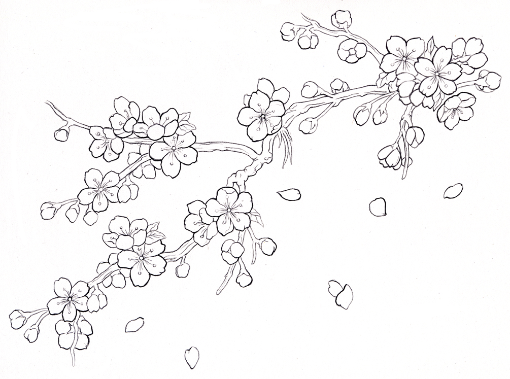 Innovative Ideas Cherry Blossom Coloring Pages Cherry Blossom 1005x747 Innovative Ideas Cherry Blossom Coloring Pages Cherry Blossom