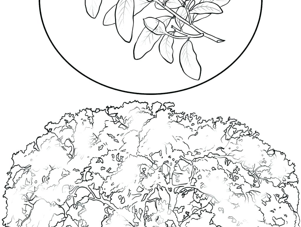 Bamboo Coloring Pages Luxury Cherry Blossom Coloring Pages 1020x768 Bamboo Coloring Pages Luxury Cherry Blossom Coloring Pages