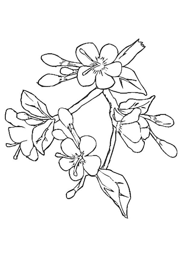 Cherry Blossom Coloring Page 600x849 Cherry Blossom Coloring Page