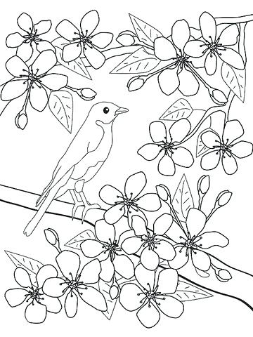 Cherry Blossom Coloring Pages Cherry Blossom Coloring Pages 360x480 Cherry Blossom Coloring Pages Cherry Blossom Coloring Pages