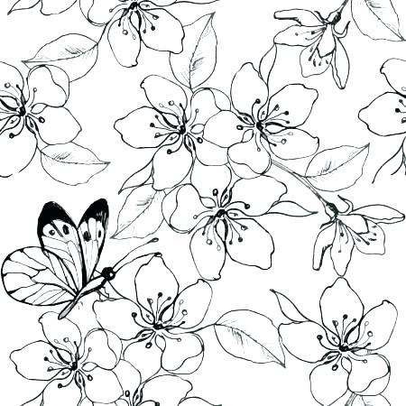 Cherry Blossom Coloring Pages Cherry Blossom Colouring Sheets 450x450 Cherry Blossom Coloring Pages Cherry Blossom Colouring Sheets