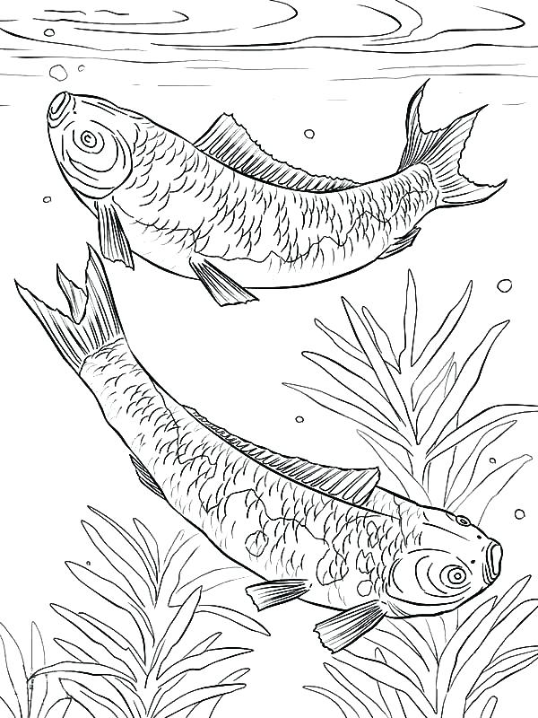 Evil Sketch By On Evil Sketch By Fish Tattoo Outline Japanese Koi 600x800 Evil Sketch By On Evil Sketch By Fish Tattoo Outline Japanese Koi