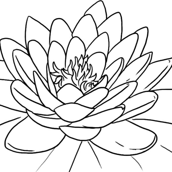 Blooming Lotus Flower Coloring Pages Batch Coloring 600x600 Blooming Lotus Flower Coloring Pages Batch Coloring