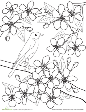 Color The Flowers Cherry Blossoms Japanese Flowers, Flower 301x389 Color The Flowers Cherry Blossoms Japanese Flowers, Flower